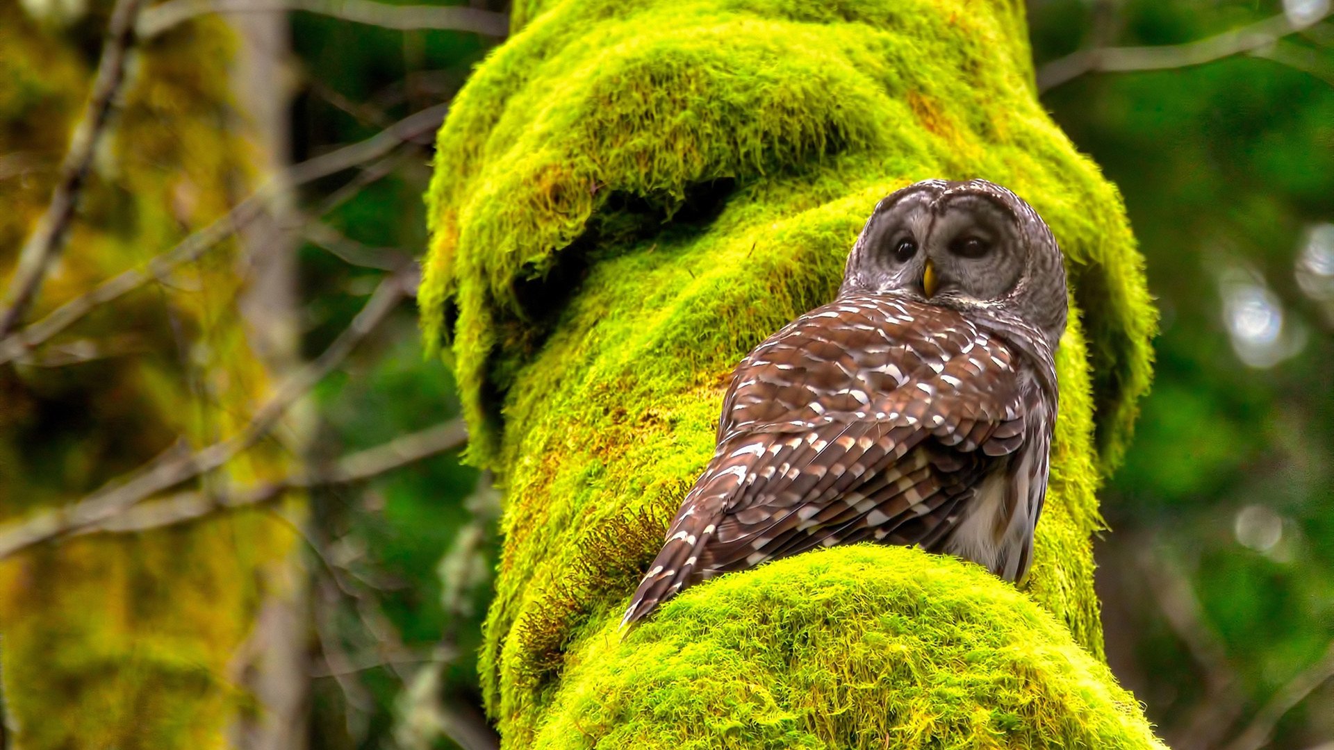 美加墨之夜,唯一满分,蒂亚戈与一个时代的灵魂出鞘