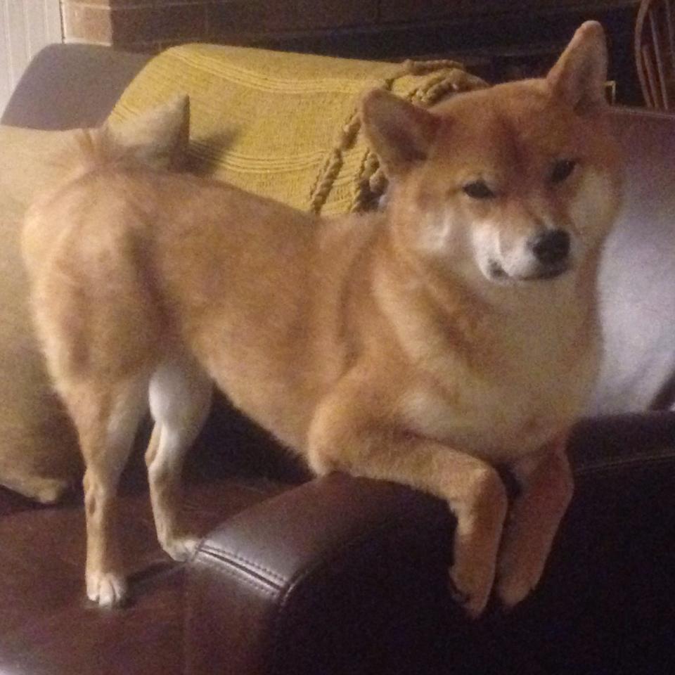 开云体育APP下载-后仰，当硬仗之王遇见压哨的青铜古镜