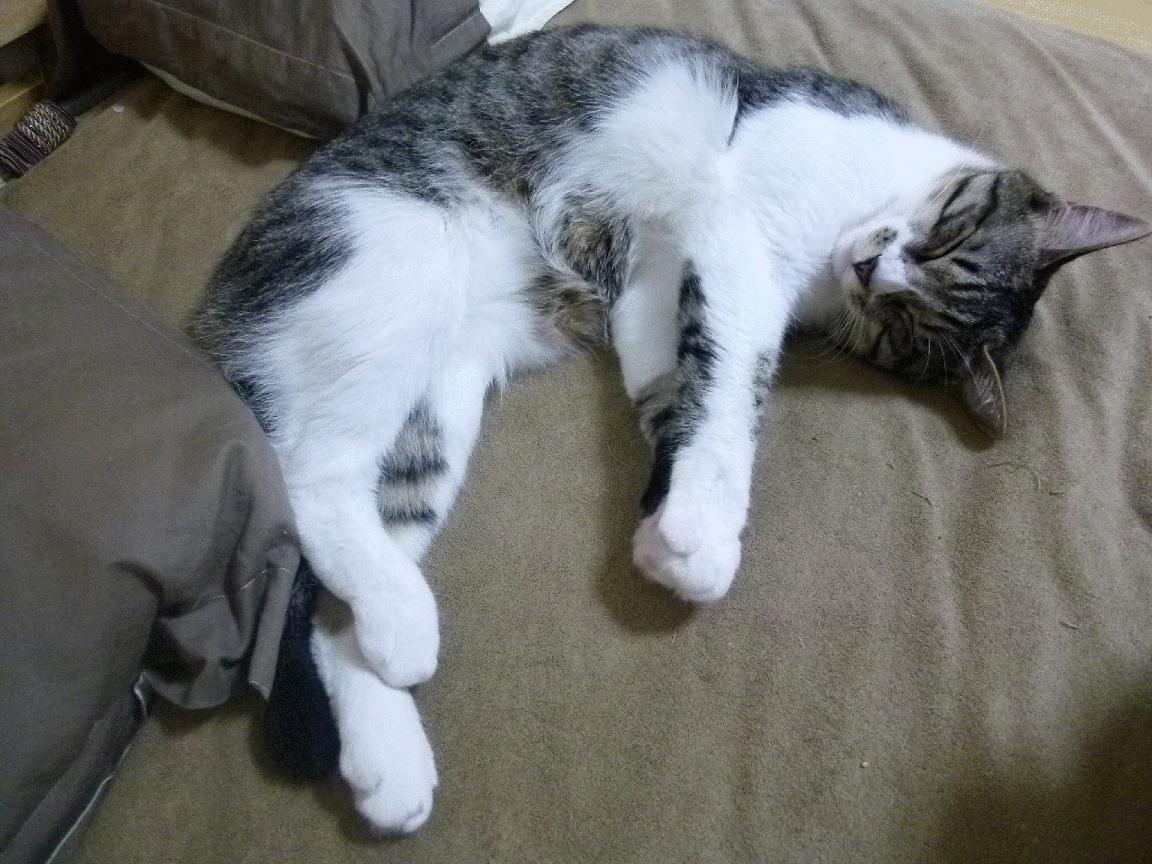 当奇迹遇上纪律，世界排名焦点战中，波兰如何用手术刀战术肢解安哥拉篮球梦想