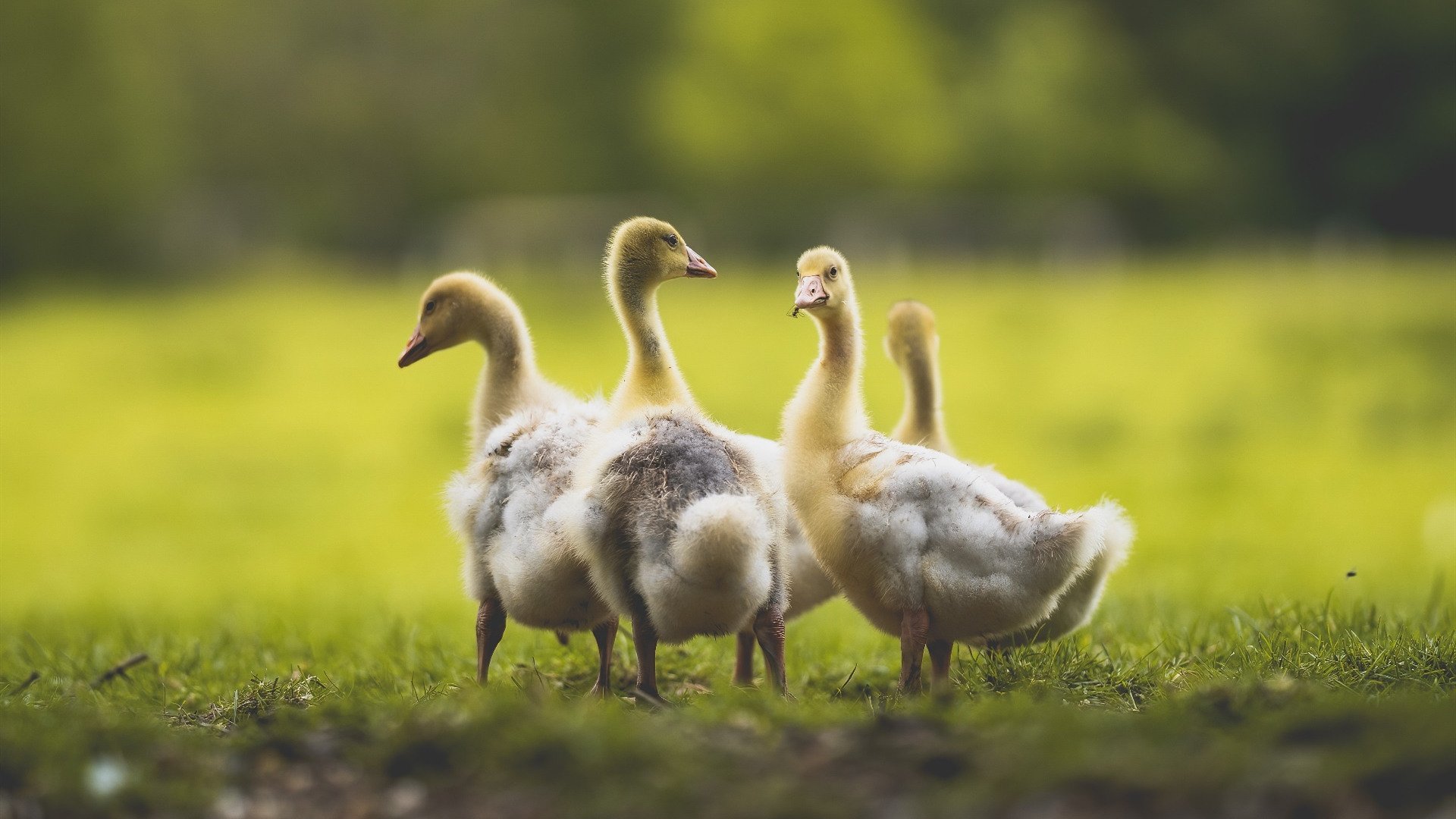 跨联盟史诗对决，马刺在NBA季后赛焦点战中硬仗取胜广厦队，彰显冠军底蕴