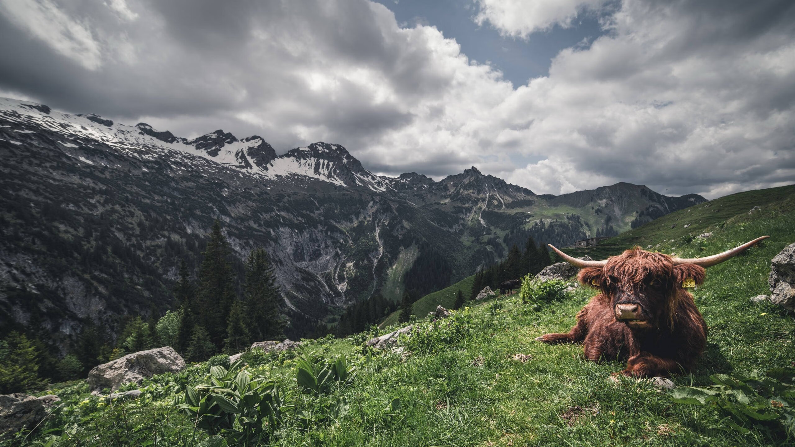 东西方篮球哲学的深夜对话,东契奇独舞映照广东铁血加时