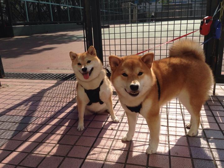 NBA总决赛之夜,阿坎吉时刻—当一个角色球员成为修补城市灵魂的补丁