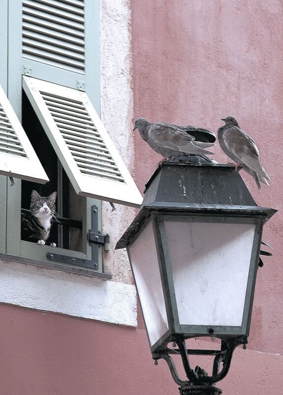 荒原狼vs雷霆之锤,魔笛手接管寂静之哨,季后赛的双面接管启示录