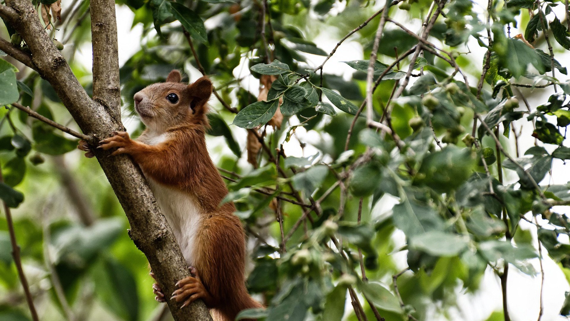 霍勒迪全能爆发率奇才碾压浙江队，关键时刻主宰胜负走向