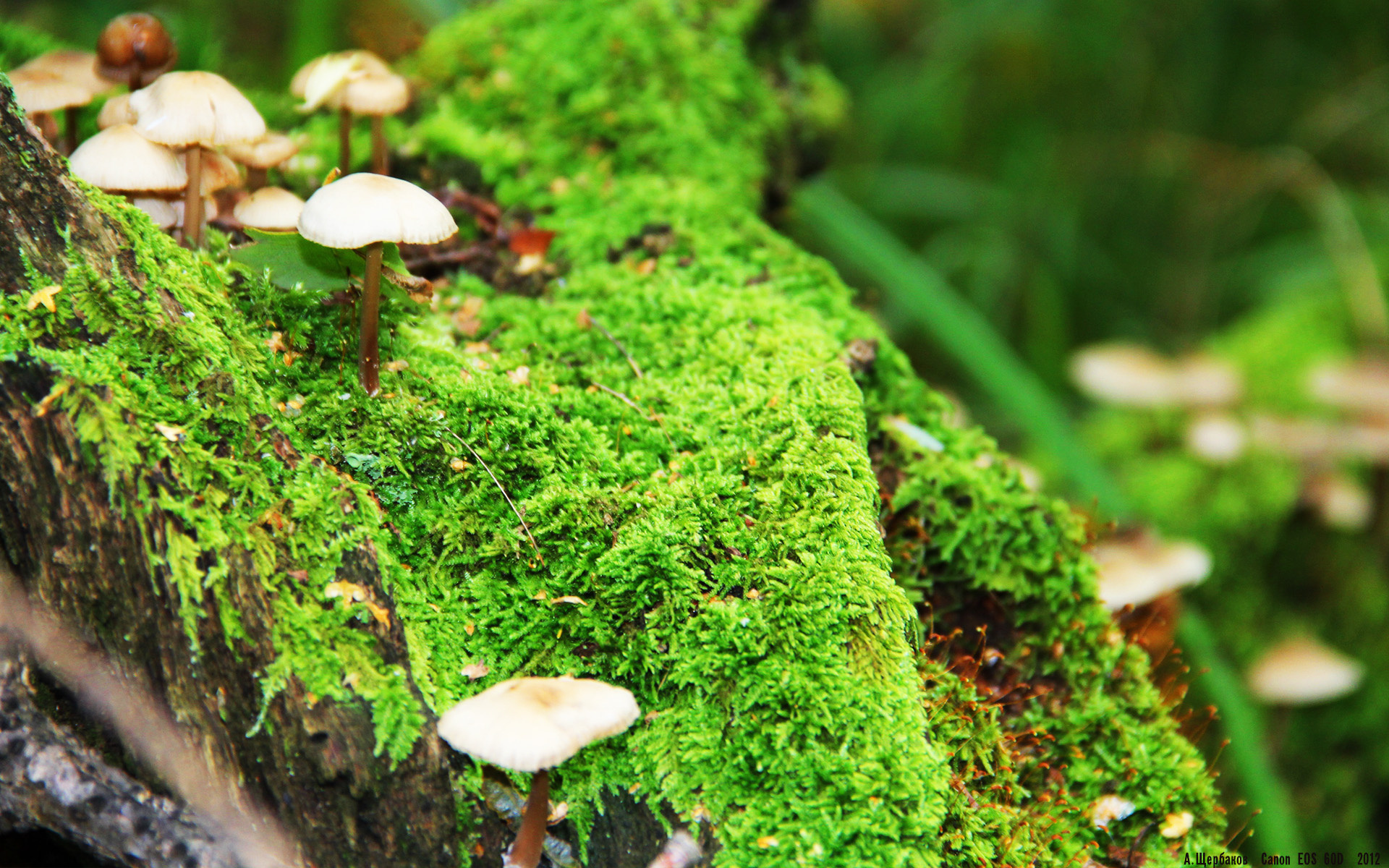 权杖移交之夜,雷恩横扫南非背后,帕尔默在奥运周期关键战接管比赛的时代隐喻