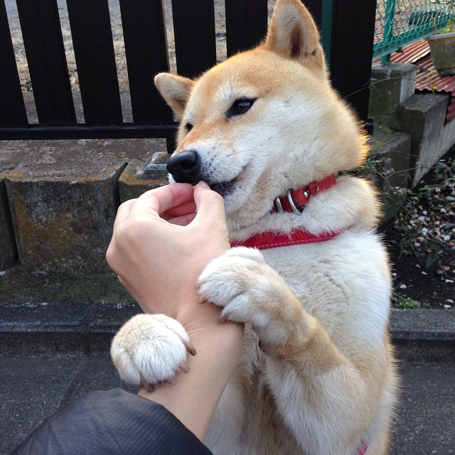 铁骑踏碎银黑梦，西亚卡姆的救赎与一个王朝的余音