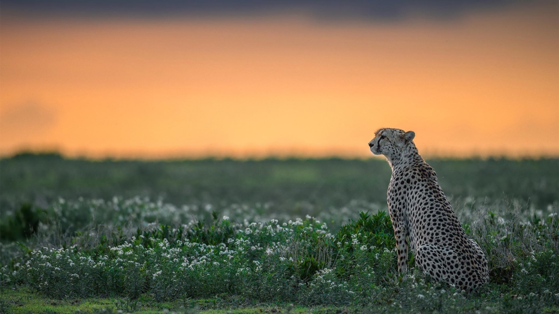 时间暂停时,唯一的看客—萨拉赫在英超争冠之夜的末节法则