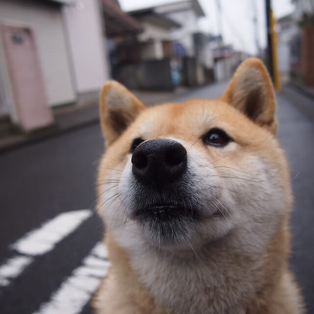 布伦森化身总钥匙，北京队轻取活塞背后的攻防密码