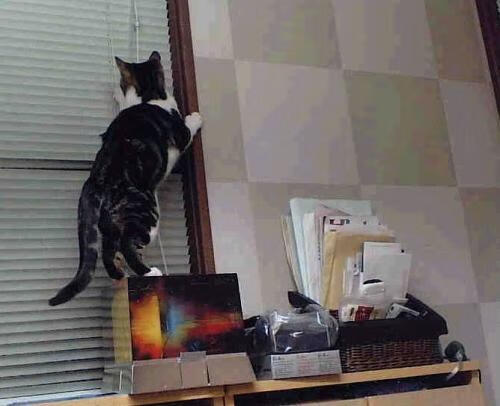 奥斯梅恩关键一击，挪威轻松打穿安哥拉