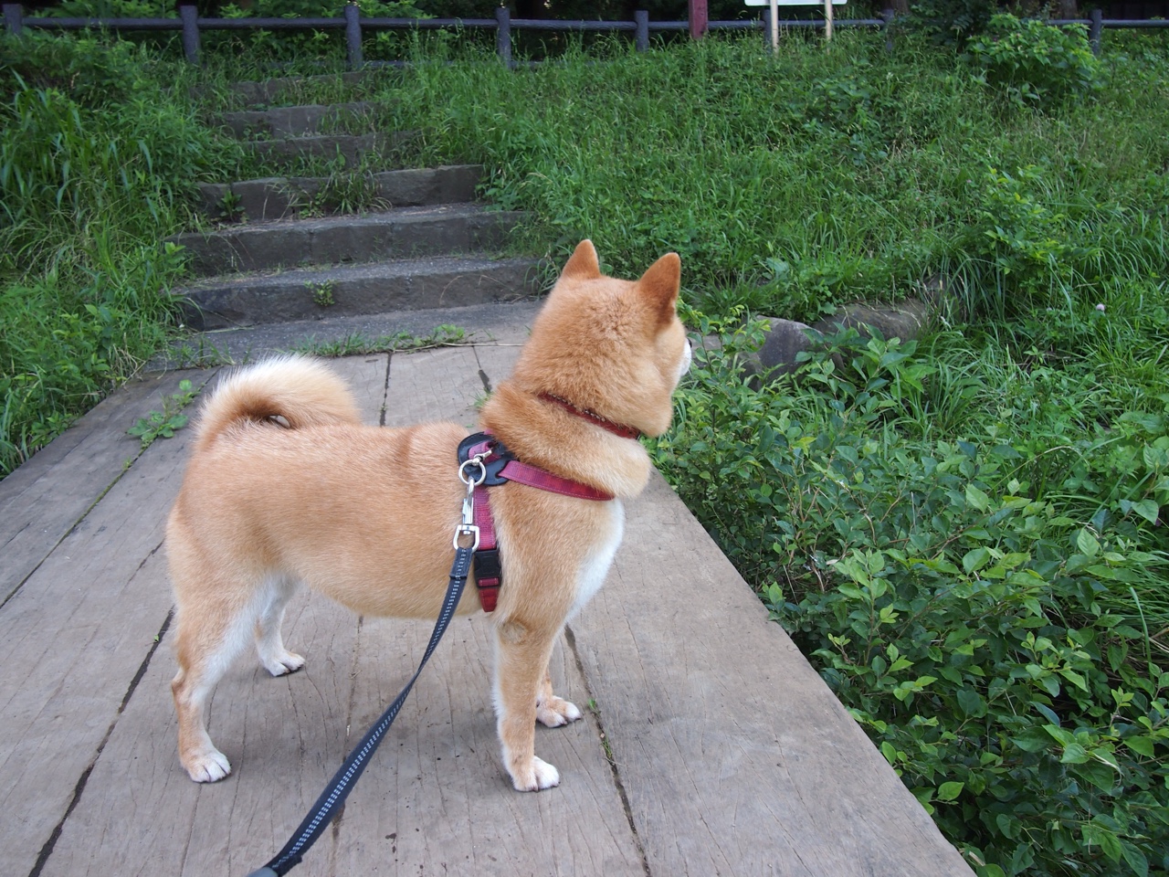 东契奇一锤定音VS上海队爆冷，个体主宰与团队逆袭的双重变奏