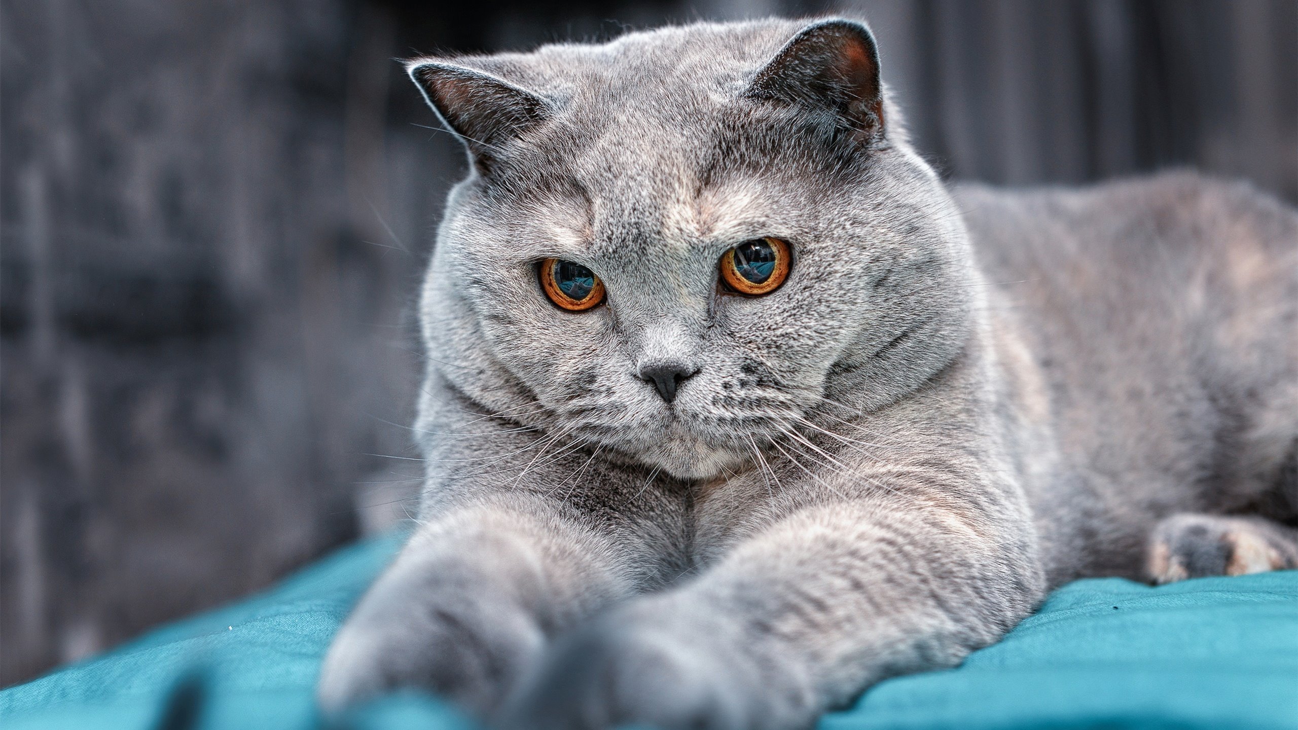 曼城基石与城市落日，斯通斯一顶，为何整个英超的争冠剧本都尘埃落定？