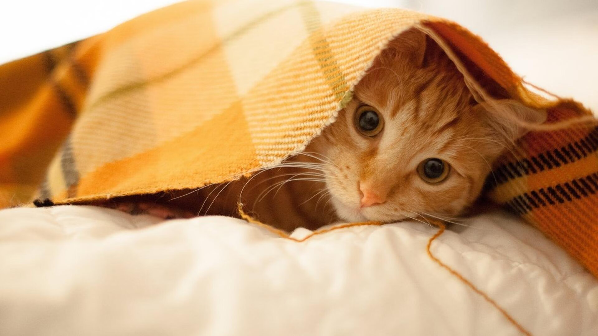 生死时刻的一锤定音—霍勒迪个人能力在掘金爵士对决中完全展现