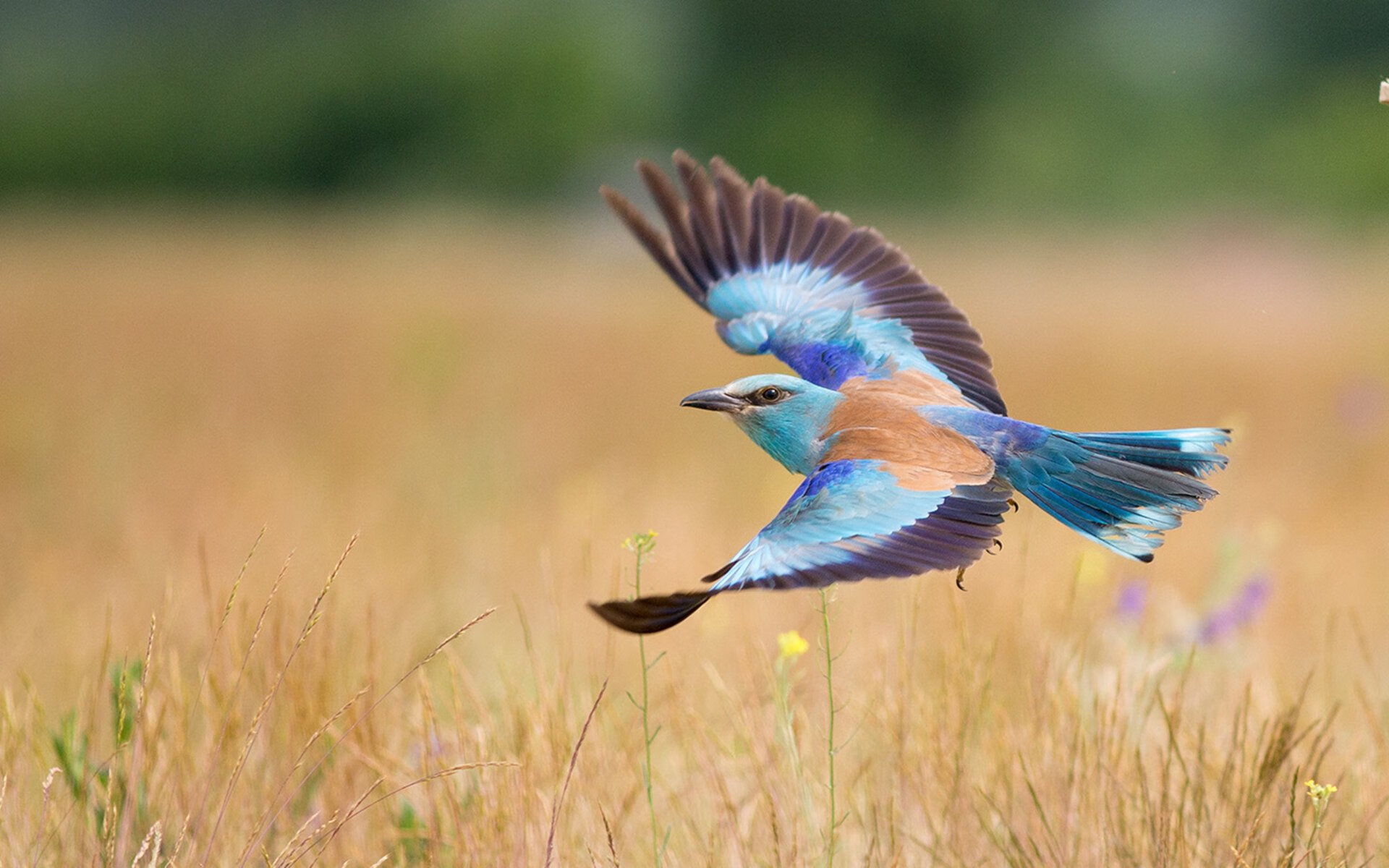 绿茵场上的殖民记忆，当法国全面压制遭遇莫德里奇的掌控艺术