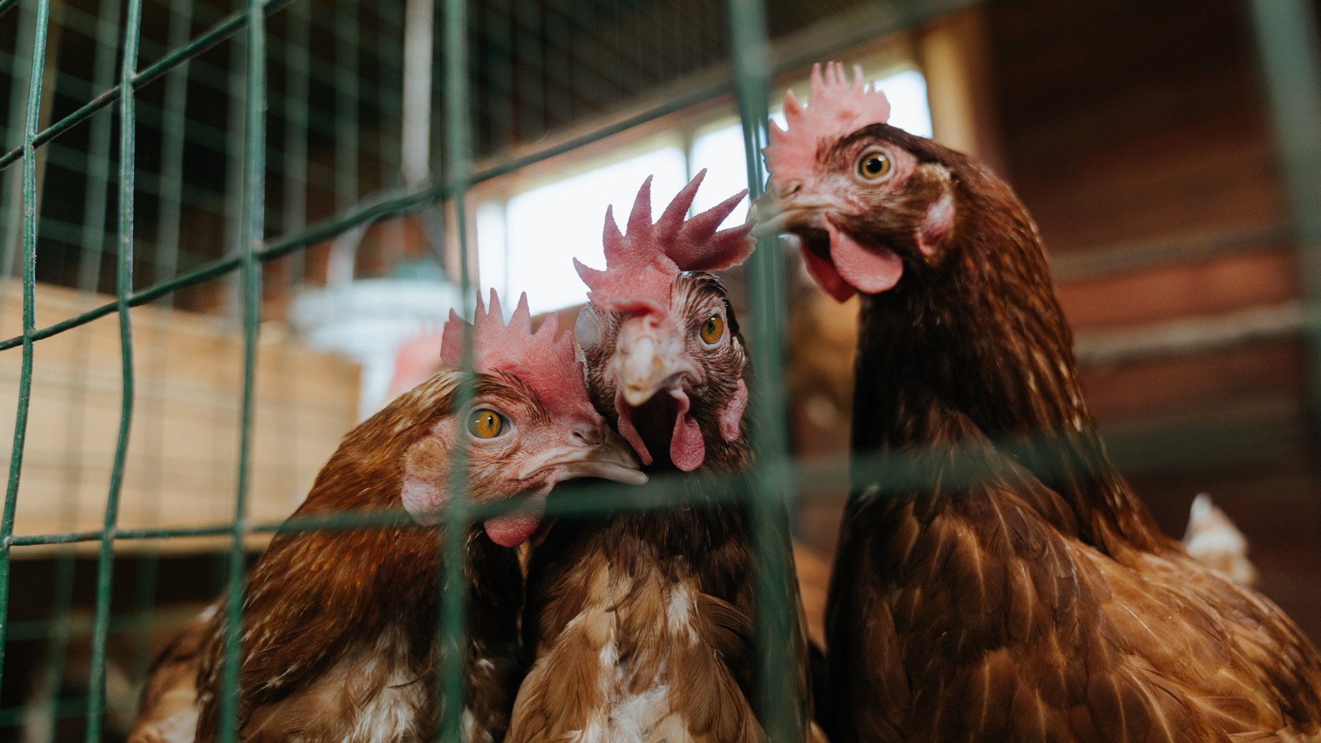 驯狮者的舞步,加克波在宏大舞台的璀璨进化