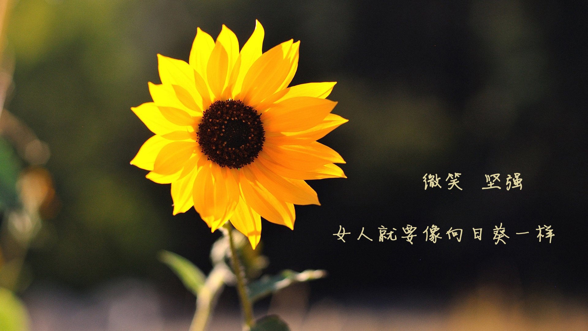 星条旗压境，托纳利的孤星与替补奇兵的闪电，2026世界杯F组最不可复制的90分钟